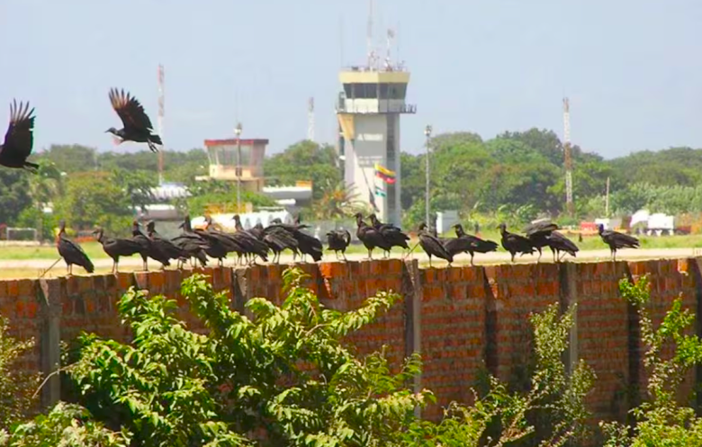 Aerocivil Colombia Responds To Attorney General's Office, 229 Incidents In Ten Year Involving wildlife At The Palonegro International Airport.