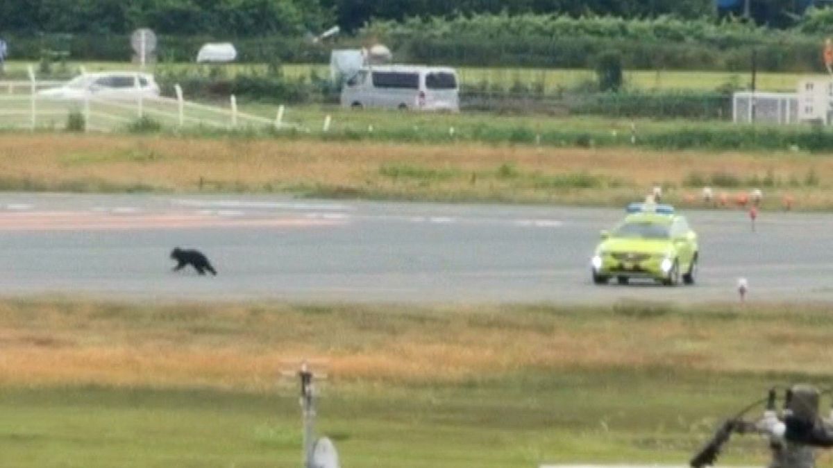 Twelve flights were canceled at Yamagata Airport due to a bear movement near the Runway, Still at Large !